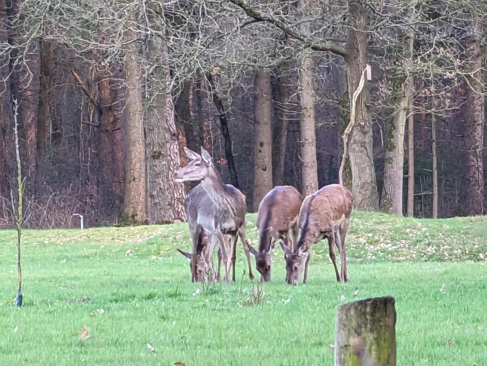 De Hooge Woeste Villa Emst Eksteriør bilde