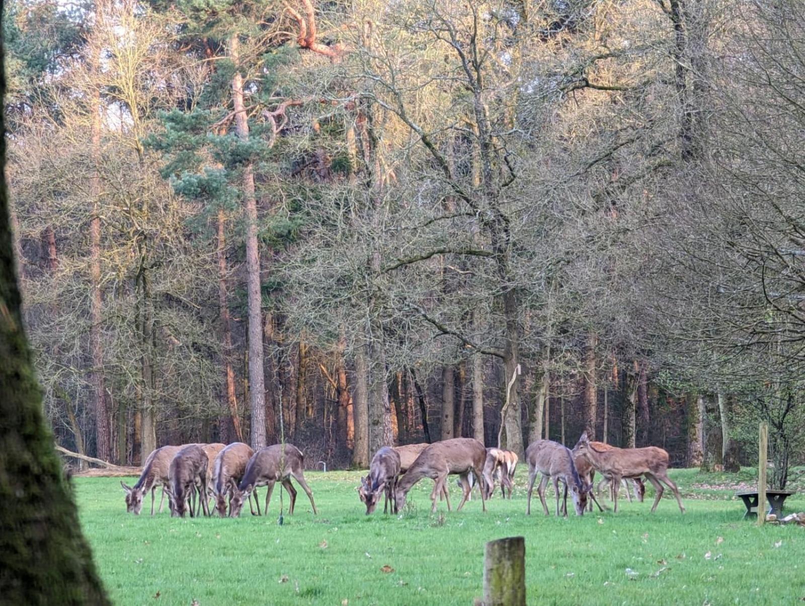 De Hooge Woeste Villa Emst Eksteriør bilde